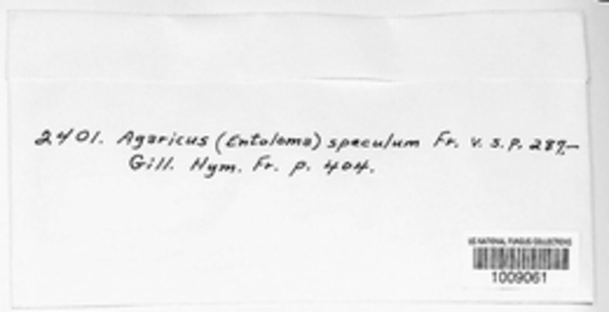Entoloma speculum image